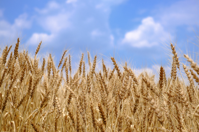 国産小麦畑