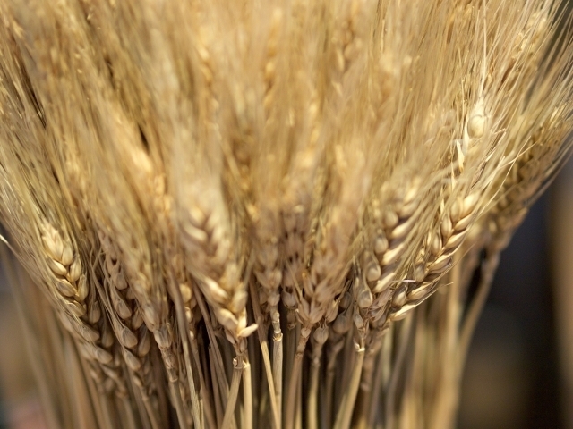 国産小麦の穂