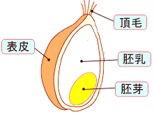 komugigazou.gif